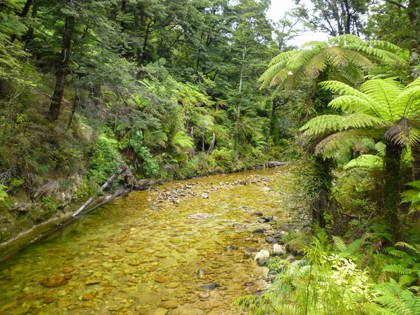 一条穿过新西兰国家公园丛林的河流 — 图库照片
