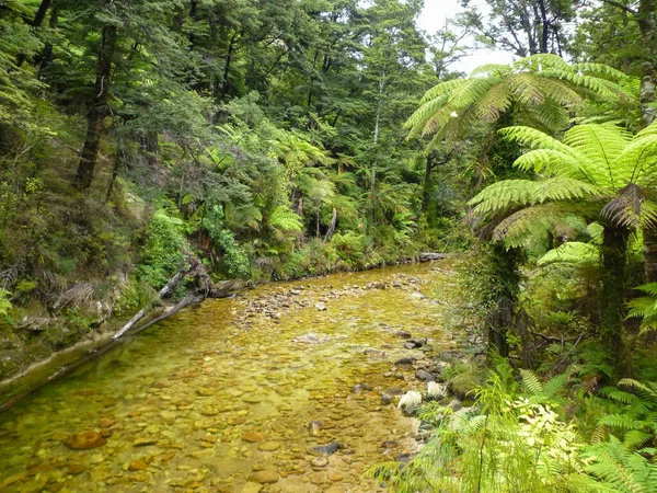 Yeni Zelanda ulusal parkında ormanı geçen bir nehir.