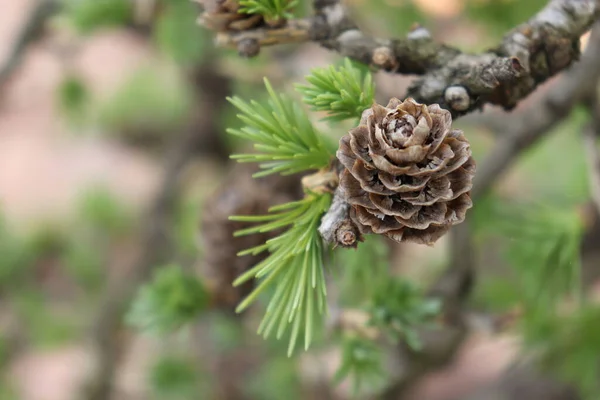 Bonsai tarlamın çam kozalağına yakın.