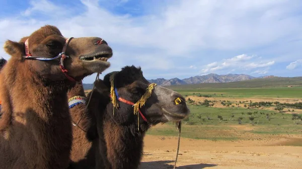 Closeup of two camels in Mongol Els