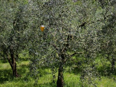 Zeytin ağacının dalına takılmış zeytin sinekleri için bir tuzak. Zeytin sineği Akdeniz 'de petrol tarımında büyük bir baş belasıdır, Garda gölü bölgesi ve Kaliforniya gibi.
