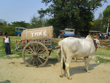 Mingun, Myanmar - 04 28 2019: Mingun, Myanmar 'da bir zebu tarafından çekilen eski bir vagonlu taksi servisi
