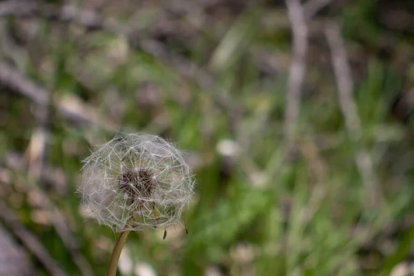 Sıradan bir karahindibanın (Taraxacum officinale) olgun meyvelerine yakın çekim. Bu bir Leontodon taraxacum ve meyveleri - tohumlar çok hassastır.