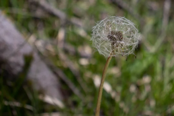 Sıradan bir karahindibanın (Taraxacum officinale) olgun meyvelerine yakın çekim. Bu bir Leontodon taraxacum ve meyveleri - tohumlar çok hassastır.
