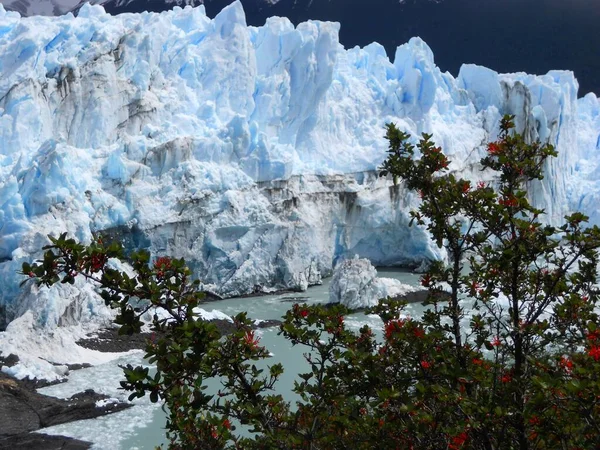 Árbol Con Flores Glaciar Perito Moreno — Foto de Stock