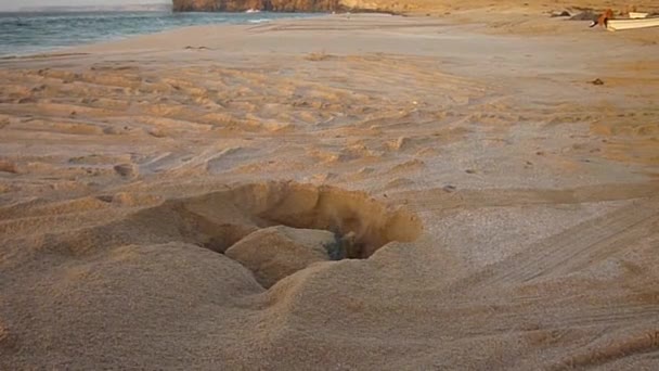 Величезна Черепаха Копає Своє Гніздо Пляжі Расс Ель Хадд Пляж — стокове відео