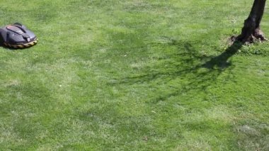 Otomatik bir çim biçme makinesi. Küçük çim robotu bir çim biçme makinesi ve bahçede otları kendi başına biçiyor.