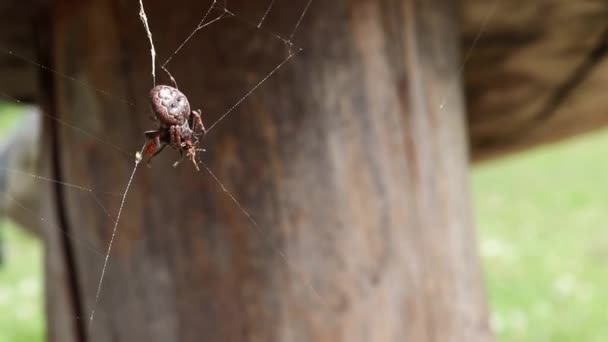 Una Araña Zoropsis Spinimana Luchando Con Presa Comiéndola Insecto Fue — Vídeo de stock
