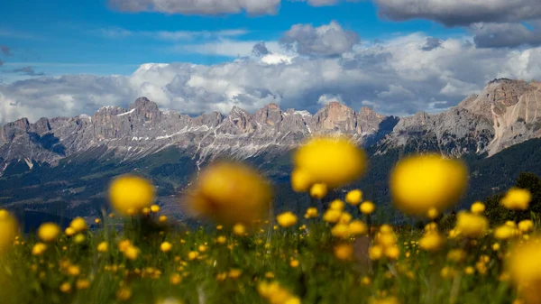 Güney Tyrol 'da Rosengarten (Catinaccio) ve Latemar dolomitleri' ne bakan sarı yerçiçeği dolu bir alp çayırının güzel panoramik manzarası. Alplerin en ünlü dağları.