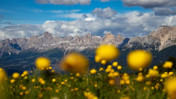 Schöner Blick Auf Eine Almwiese Voller Gelber Kugelblumen Südtirol Mit Stockfoto