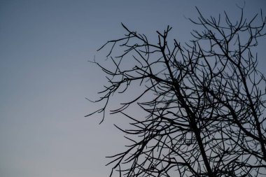 Mangrove orman silueti Koh Phanagn 'da gün batımı gökyüzü, Surat Thani, Tayland' da seçici odaklanma
