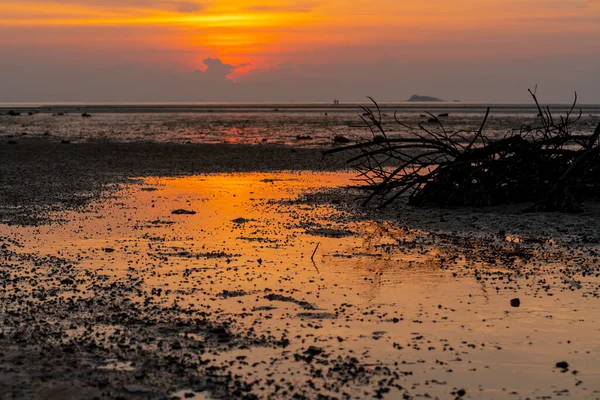 Mangrove forest silhouette with the sunset sky in Koh Phanagn, Surat Thani, Thailand.selective focus