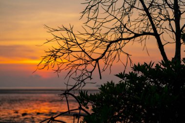 Mangrove orman silueti Koh Phanagn 'da gün batımı gökyüzü, Surat Thani, Tayland' da seçici odaklanma