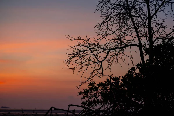 サラト タニー島のパンガン島の夕日の空とマングローブの森のシルエット — ストック写真