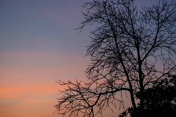 Mangrove Forest Silhouette Sunset Sky Koh Phanagn Surat Thani Thailand — Stock Photo, Image