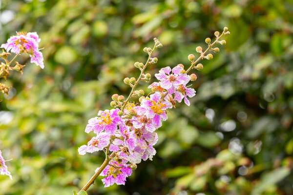 Inthanin flowers or Queen's Flower blooming with water droplets on the petals on tree after the rain.