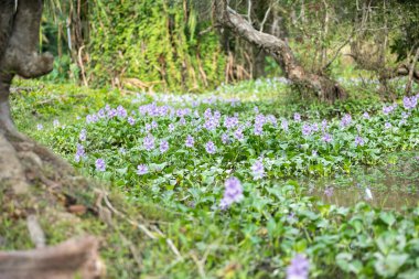 Su sümbülü çiçek tarlaları gölde renkli morlar açar..