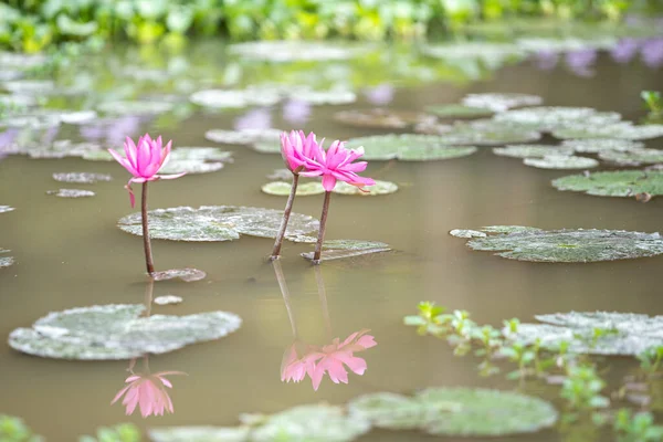 Lotus bloom colorful pink in the lake.