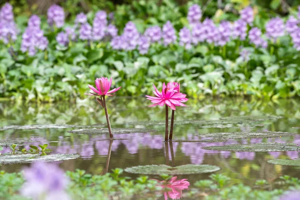 Lotus Blommar Färgglada Rosa Sjön — Stockfoto