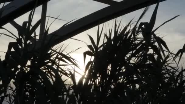 Roślinność Liście Trzciny Przed Światłem Zachodzie Słońca Pod Strukturą Mostu — Wideo stockowe
