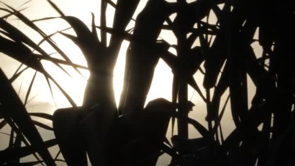 Vegetation Zuckerrohrblätter Gegen Das Licht Bei Sonnenuntergang Unter Der Brückenkonstruktion — Stockvideo