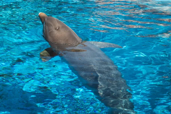In the water of a blue pool, a common dolphin swims, takes its head out to breathe.