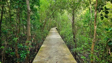 Ulus Sahil Parkı 'ndaki Mangrove Ormanı' nda beton köprü yürüyüşü.