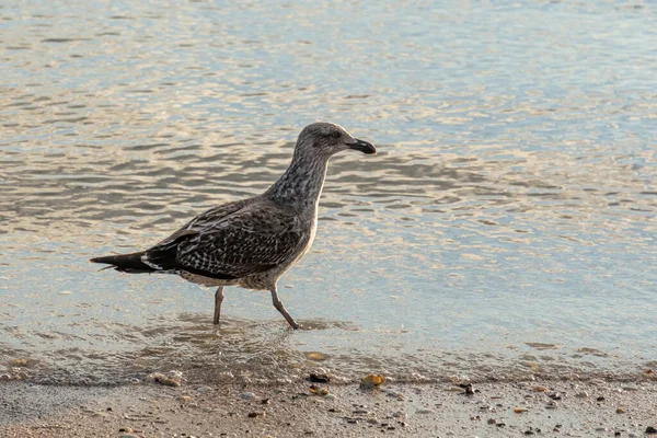 Pohled Racka Kráčejícího Pláži Západním Slunci — Stock fotografie