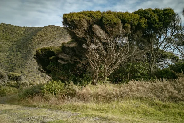 Άποψη Μεγάλου Δέντρου Manuka Εκτεθειμένα Κλαδιά Στην Πλευρά Του Αγροτικού — Φωτογραφία Αρχείου