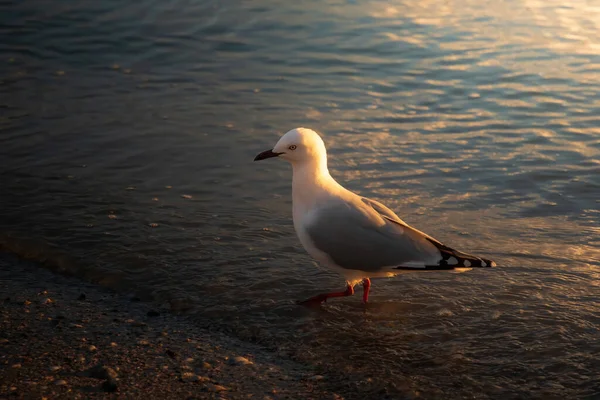 Mouette Bec Rouge Dans Lumière Coucher Soleil — Photo