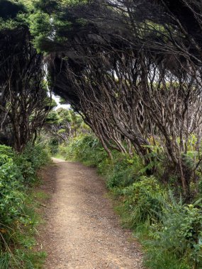 Waitakere Ranges 'deki Hillary Patikası Bölgesel Parkı