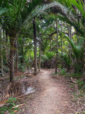 View of Hillary Trail in Waitakere Ranges regional park clipart