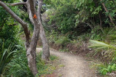 Waitakere Ranges 'deki Hillary Patikası Bölgesel Parkı