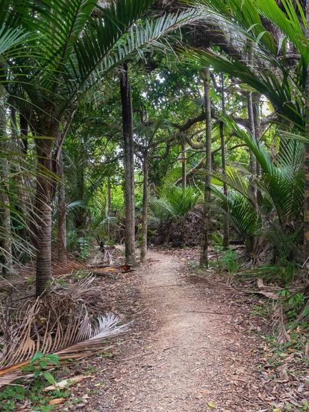 Vue Sentier Hillary Dans Parc Régional Waitakere Ranges Images De Stock Libres De Droits