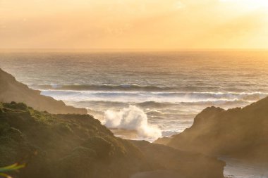 Sahildeki Manuka ağacı manzarası
