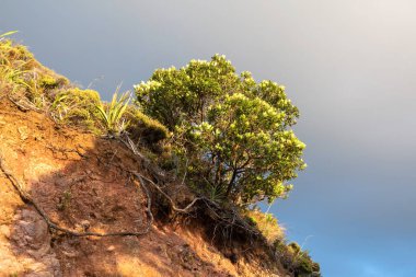 Piha 'daki pohutukawa ağacının görüntüsü