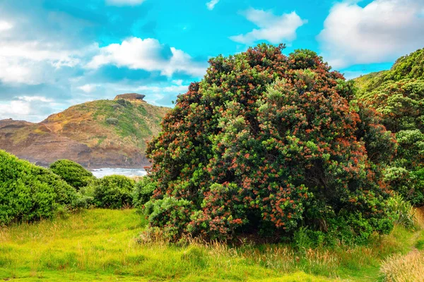 Blick Auf Den Pohutukawa Baum Bei Piha — Stockfoto