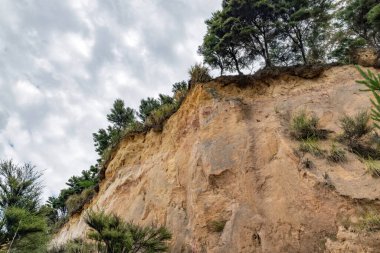 Kaipara 'daki ağaçlı kumtaşı uçurumunun manzarası