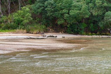 Kaipara 'daki kumlu küçük körfez manzarası.