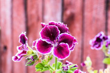 Her taç yaprağını çevreleyen beyaz renkli siyah çiçeğin görüntüsü