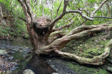 Ağaçta sıkışmış kaya görüntüsü