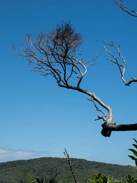 青空を背景にした枯木の枝の眺め — ストック写真