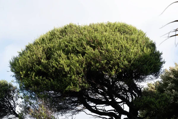 Ormandaki manuka ağacı manzarası