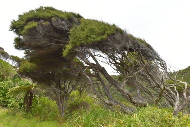 Waitakere Sıradağları 'nın bölgesel park çalılığı manzarası