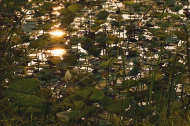 Güneş ışığı ve Çimenli Lotus Göleti