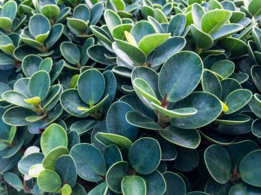 Banyan Ağacı Yakın Arkaplan Yaprakları