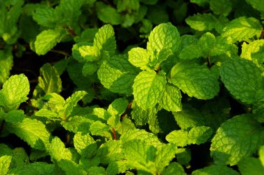 Bahçede yetişen Nane Şekeri