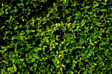 Yeşil Yapraklar Doğa Duvarı