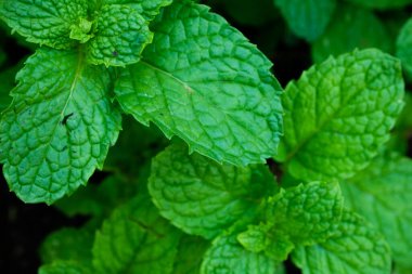 Bahçede yetişen Nane Şekeri