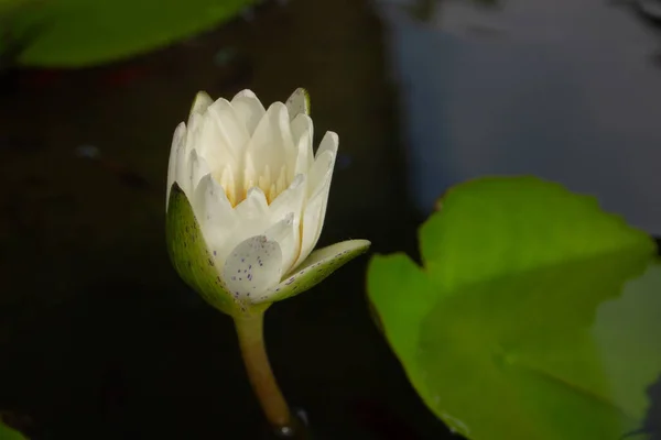 Vita Lotus Floer Med Blad Kväll — Stockfoto